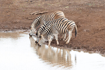 Fototapeta na wymiar Zebra herd [equus quagga] of three drinking at the waterhole in Africa