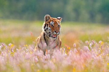 Summer wildlife. Tiger with pink and yellow flowers. Amur tiger running in the grass. Flowered...