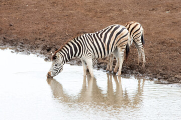 Fototapeta na wymiar Zebra mare with her foal drinking at the waterhole in Africa