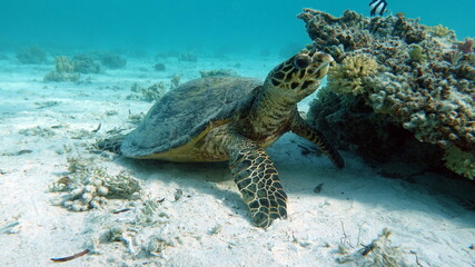 Hawksbill sea turtle (CR species) Hawksbill Turtle - Eretmochelys imbricata.

