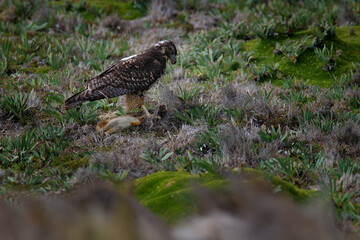 Variable hawk, Geranoaetus polyosoma, catch hare in the nature habitat, Antisana NP in Ecuador. Bird of prey feeding behaviour. Birdwatching in South America. Goshawk from Ecuador, wildlife nature.