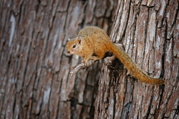 Obraz premium Smith's bush squirrel, Paraxerus cepapi, cute animal on the tree trunk in the forest, Mana Pools NP in Zimbabwe. Yellow-footed squirrel in the nature habitat in Africa.