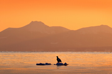 Kuril Islands or Kurile Islands - drifting ice, sea sunset. Beautiful Steller's sea eagle, Haliaeetus pelagicus, with morning sunrise, Hokkaido, Japan. Wildlife behaviour scene, nature. © ondrejprosicky