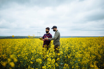 Fototapeta premium Two young farmers or agronomists in protective masks with a tablet in their hands check a rapeseed field. Ripe harvest concept. Modern technologies in farming.