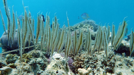 Beautiful fish on the Red Sea reef.