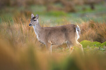 White-tailed deer, Odocoileus virginianus, Antisana NP, Ecuador. Animal in the mountain meadow. Wild animal from Ecuador.
