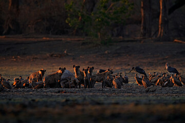 Dead elephant. Africa wildlife. spotted hyena, Crocuta crocuta, pack with elephant carcass, Mana...