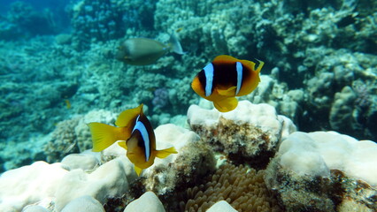 Fototapeta na wymiar Clown fish amphiprion (Amphiprioninae). Red sea clown fish.