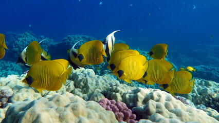 Butterfly fish.  Chaetodontidae. Masked Butterfly Fish - This butterfly fish grows up to 23 cm, is...