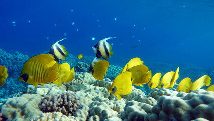 Butterfly fish.  Chaetodontidae. Masked Butterfly Fish - This butterfly fish grows up to 23 cm, is more common in pairs and sometimes in small schools.

