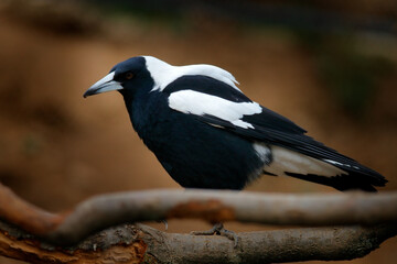 Australian magpie, Gymnorhina tibicen, black and white bird from Australia. Magpie sitting on the tree branch in the nature habitat. Wildlife nature in Australia.