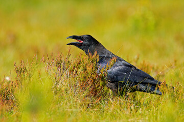 Black bird raven sitting on the tree trunk in the forest nature habitat, animal in autumn wood, Finland.