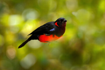 Scarlet-bellied mountain tanager, Anisognathus igniventris, mountain bird hidden in the green vegetation. Tanager in the nature forest habitat, Yanacocha in Ecuador. Wildlife of South America.