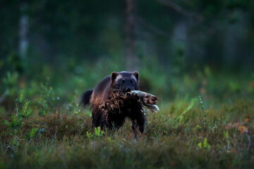 Wolverine running  in Finnish taiga. Wildlife scene from nature. Rare animal from north of Europe. Wild wolverine in summer grass. Wildlife Europe.