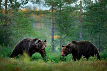 Two bears met in the forest. Russia wildlife. Brown bear walking in forest, morning light. Dangerous animal in nature taiga and meadow habitat. Wildlife scene from Russia. Bear fight in nature.