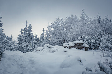 Wintry landscape in Tatra Mountains, Poland. Coniferous and deciduous trees in snow, wooden benches for tourists. Selective focus on the details, blurred background.