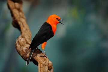Scarlet-headed Blackbird, Amblyramphus holosericeus,  black bird with orange red head in the tropic...