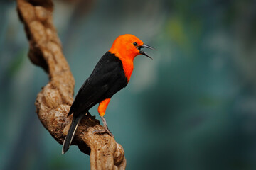 Scarlet-headed Blackbird, Amblyramphus holosericeus,  black bird with orange red head in the tropic jungle forest. Blackbird sitting on the tree with green forest background, Argentina, South America.