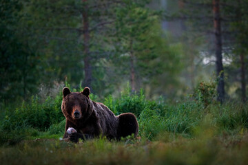 Big brown bear walking around lake in the morning sun. Wildlife scene from wild nature. Dark night image with bear. Dangerous animal in forest, Finland.