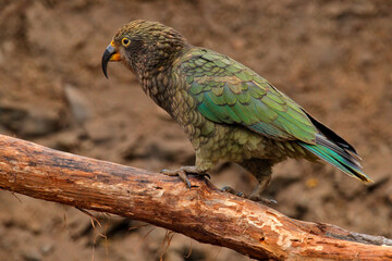 Kea parrot, Nestor notabilis, green bird in the nature habitat, mountain in the New Zealand. Kea...