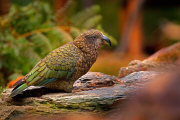 Kea parrot, Nestor notabilis, green bird in the nature habitat, mountain in the New Zealand. Kea...