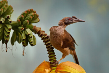 Helmeted friarbird, Philemon buceroides,  beautiful bird sitting on the banana tree in the green forest,Borneo, Indonesia in Asia. Friarbird in the nature habitat, wildlife scene from nature. © ondrejprosicky