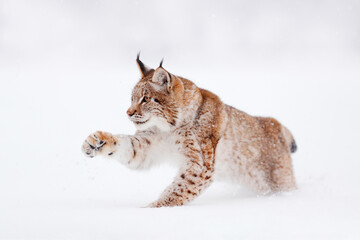 Obraz premium Lynx, winter wildlife. Cute big cat in habitat, cold condition. Snowy forest with beautiful animal wild lynx, Poland. Eurasian Lynx nature running, wild cat in the forest with snow.