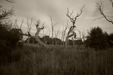 Trees in the park
