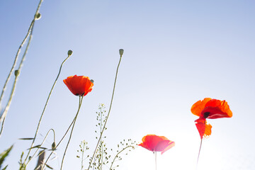 Obraz premium Red poppy flowers field nature spring background with sun. Space for text. Soft selective focus. Beautiful wild flower.
