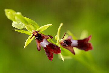 Ophrys insectifera, fly orchid, flowering European terrestrial wild orchid in nature habitat, detail of bloom, green clear background, Czech Republic. Close-up plant photo.