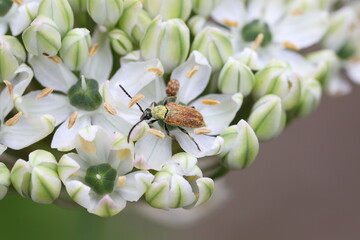 Kleiner Schmalbock auf Bl&uuml;te
