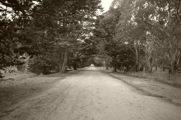 Dirt road surrounded by  trees