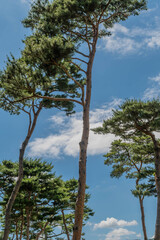 Fototapeta na wymiar Tall evergreen trees against blue sky with white puffy clouds.