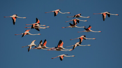 Flamencos