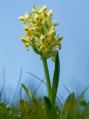 Dactylorhiza sambucina on a blurred background in the Alps