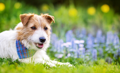 Cute funny panting jack russell terrier pet dog puppy relaxing in the garden grass