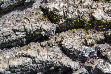 bark of an old oak tree close up. old wood surface texture