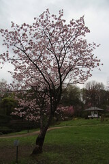 cherry blossom tree