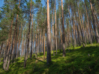 Pine forest on a sunny summer day in Karelia, northwest of Russia