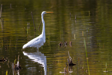 春の池の中で静かにたたずむダイサギ