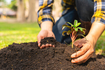 The young man is planting a tree to preserve the environment, plant tree concept to reduce global...