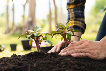 The young man is planting a tree to preserve the environment, plant tree concept to reduce global...