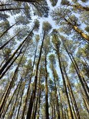 the view from under the pine forest