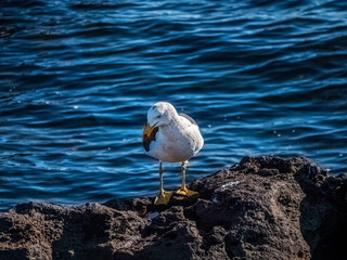  Pacific Gull Head On