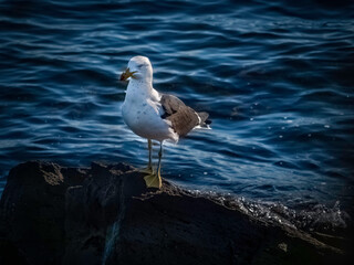 Pacific Gull Standing