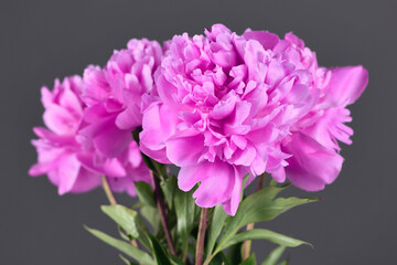 Pink Chinese peony flower bouquet in front of gray background