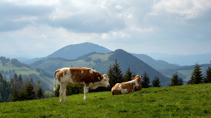 Fototapeta na wymiar Junge Rinder auf der Sommeralm, Österreich, Steiermark