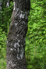 Fragment of the trunk of an old birch tree on a summer day