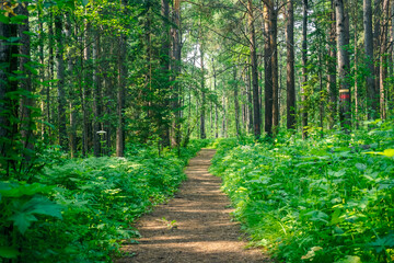 Obraz premium Hiking trail in the nature reserve Krasnoyarsk Pillars