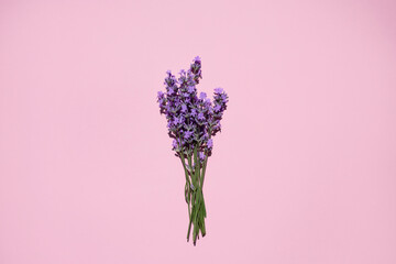 Fresh natural lavender bouquet on pink background.
